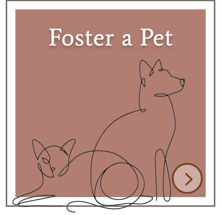 Foster a Pet