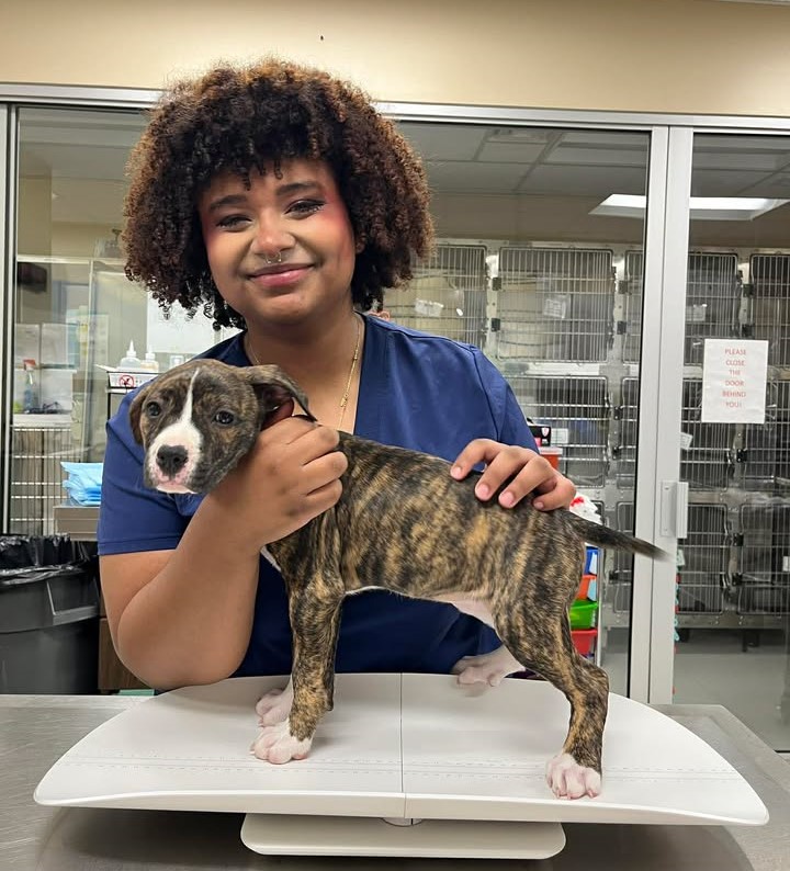 Medical volunteer smiling while holding a puppy, which is on an exam table.
