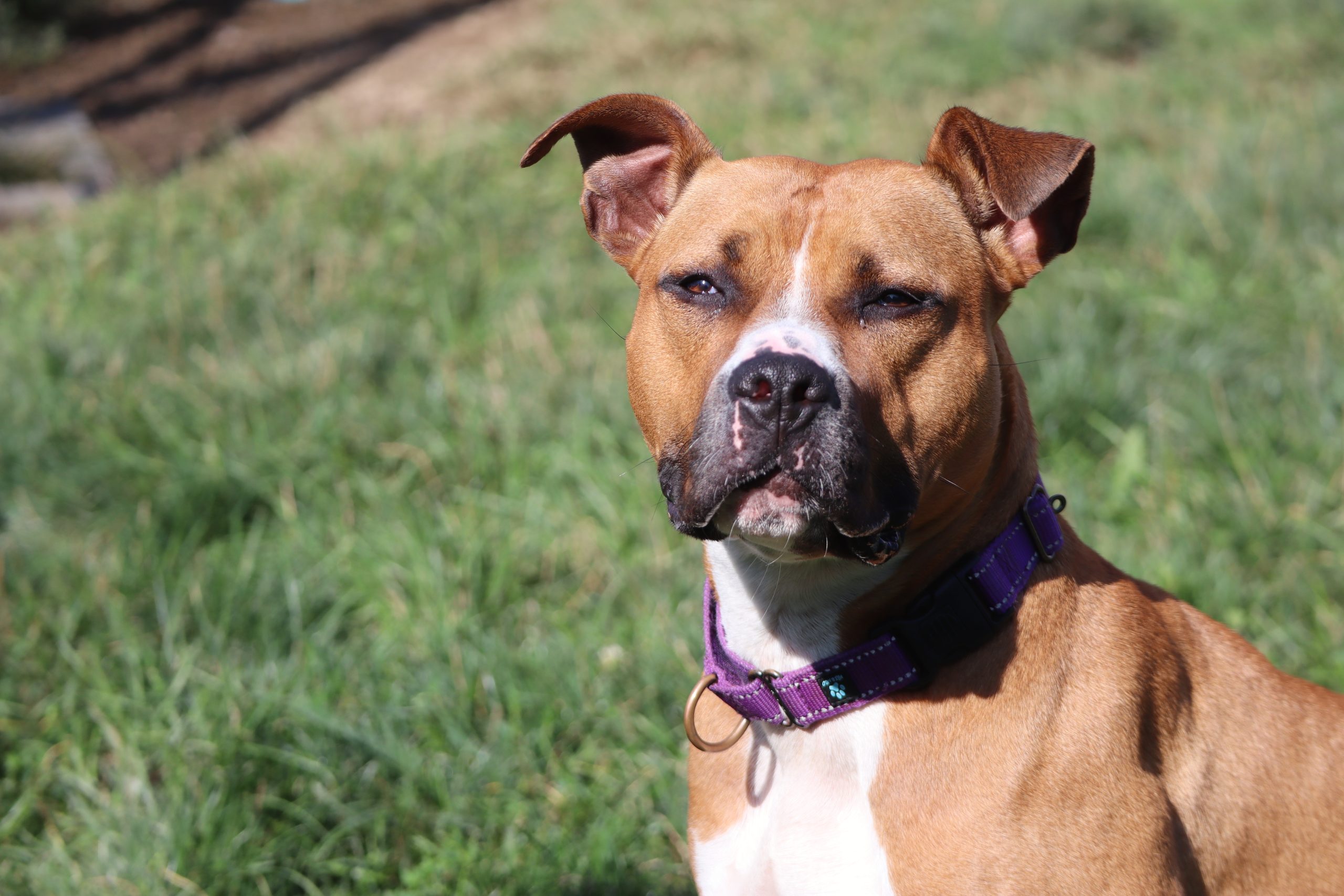 Fawn-colored pit bull mix looking at the viewer from a distance.