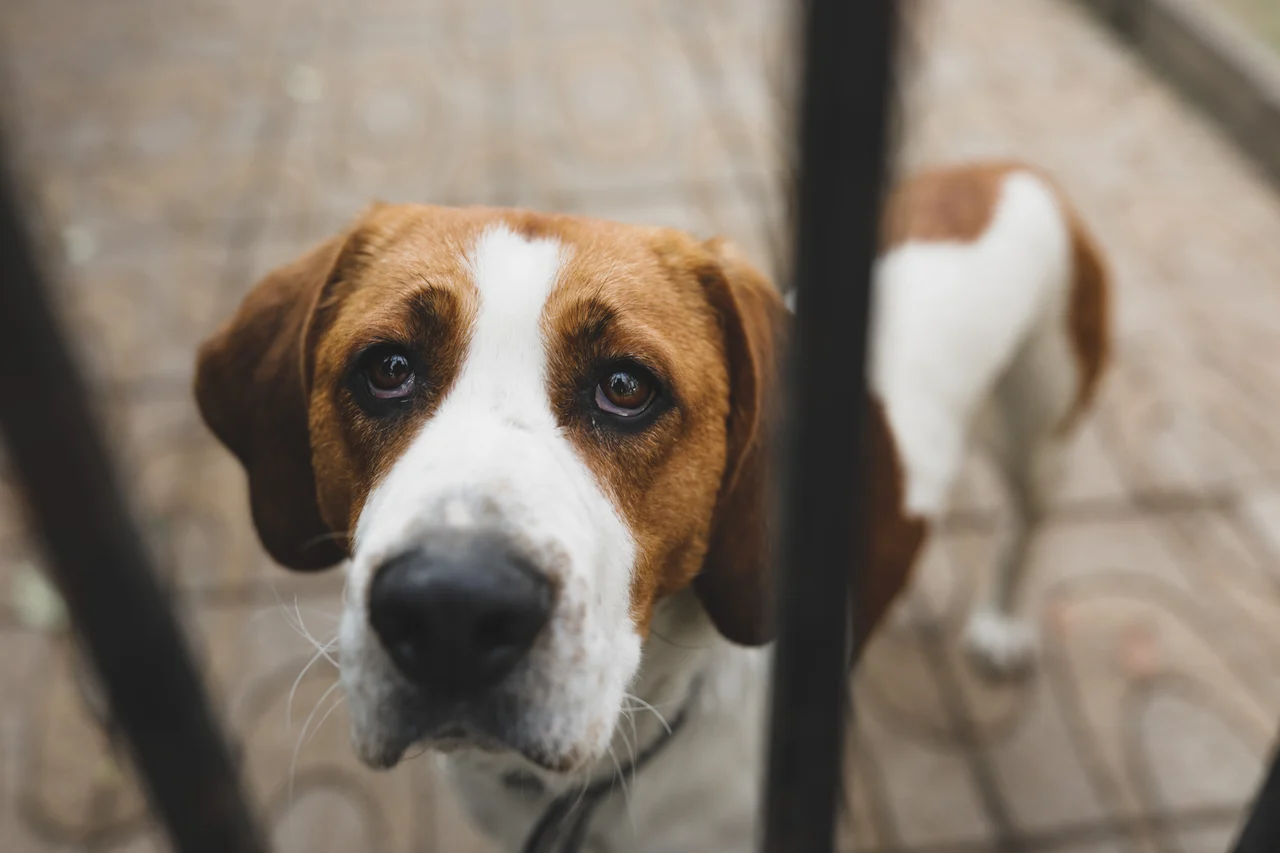 Brown and white dog sadly gazing at the viewer through blurred black rail bars.