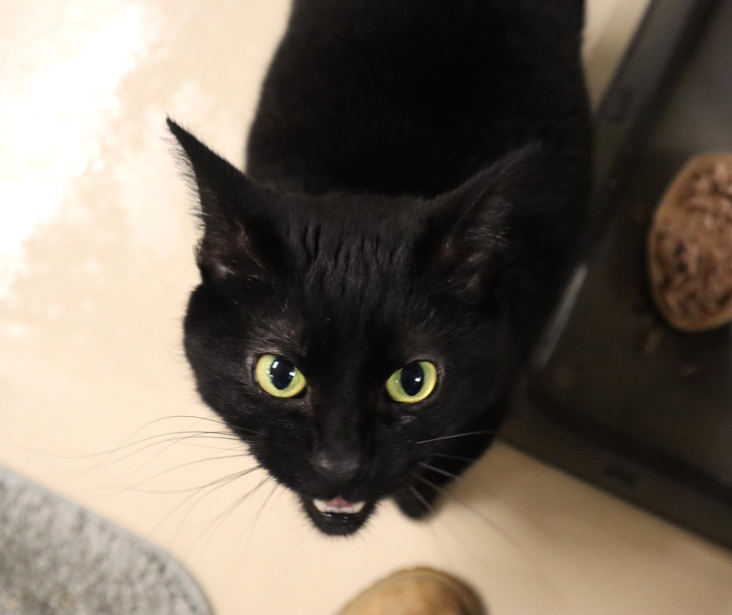 Black cat.