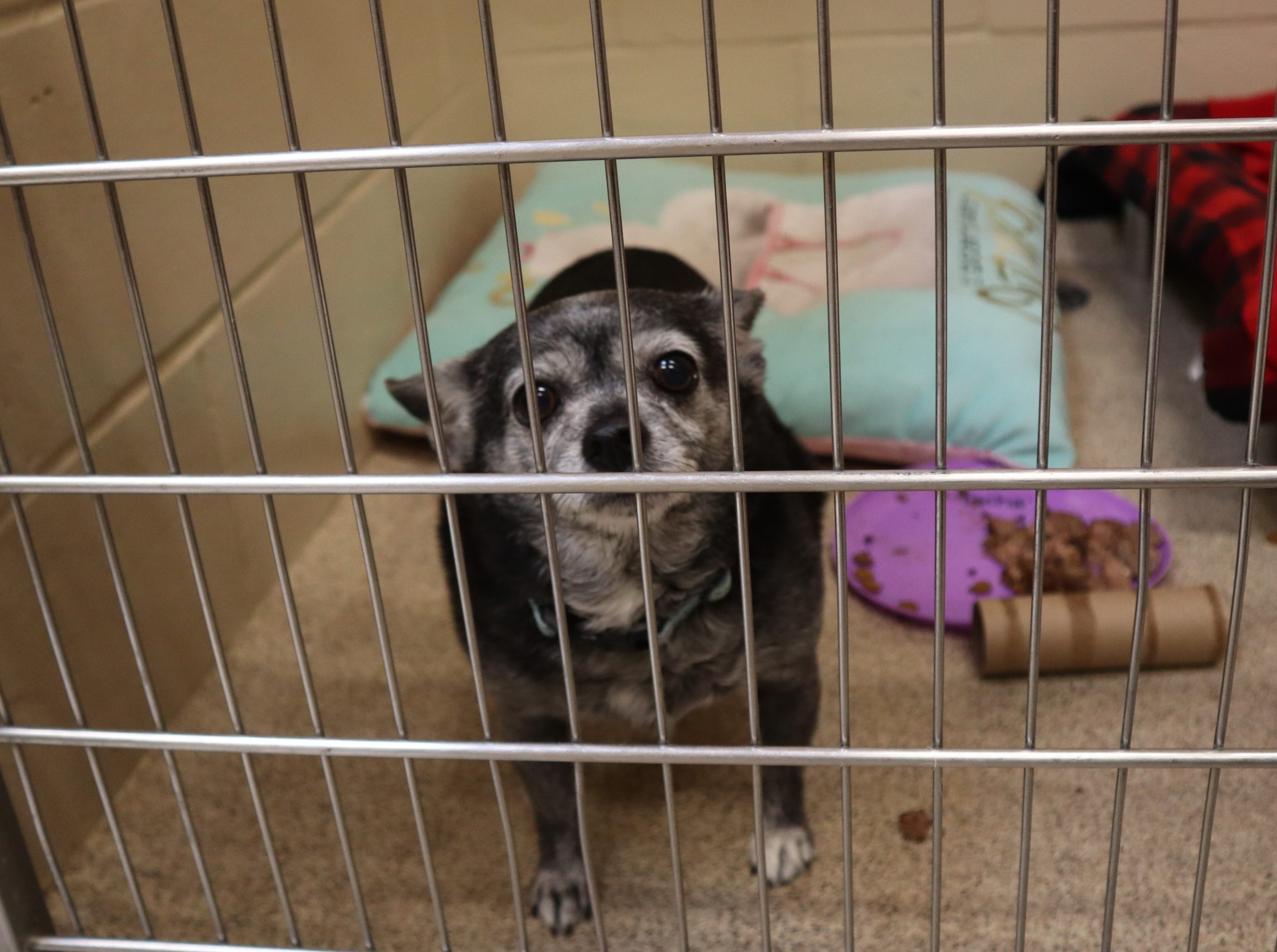 Black Chihuahua behind kennel cage door.