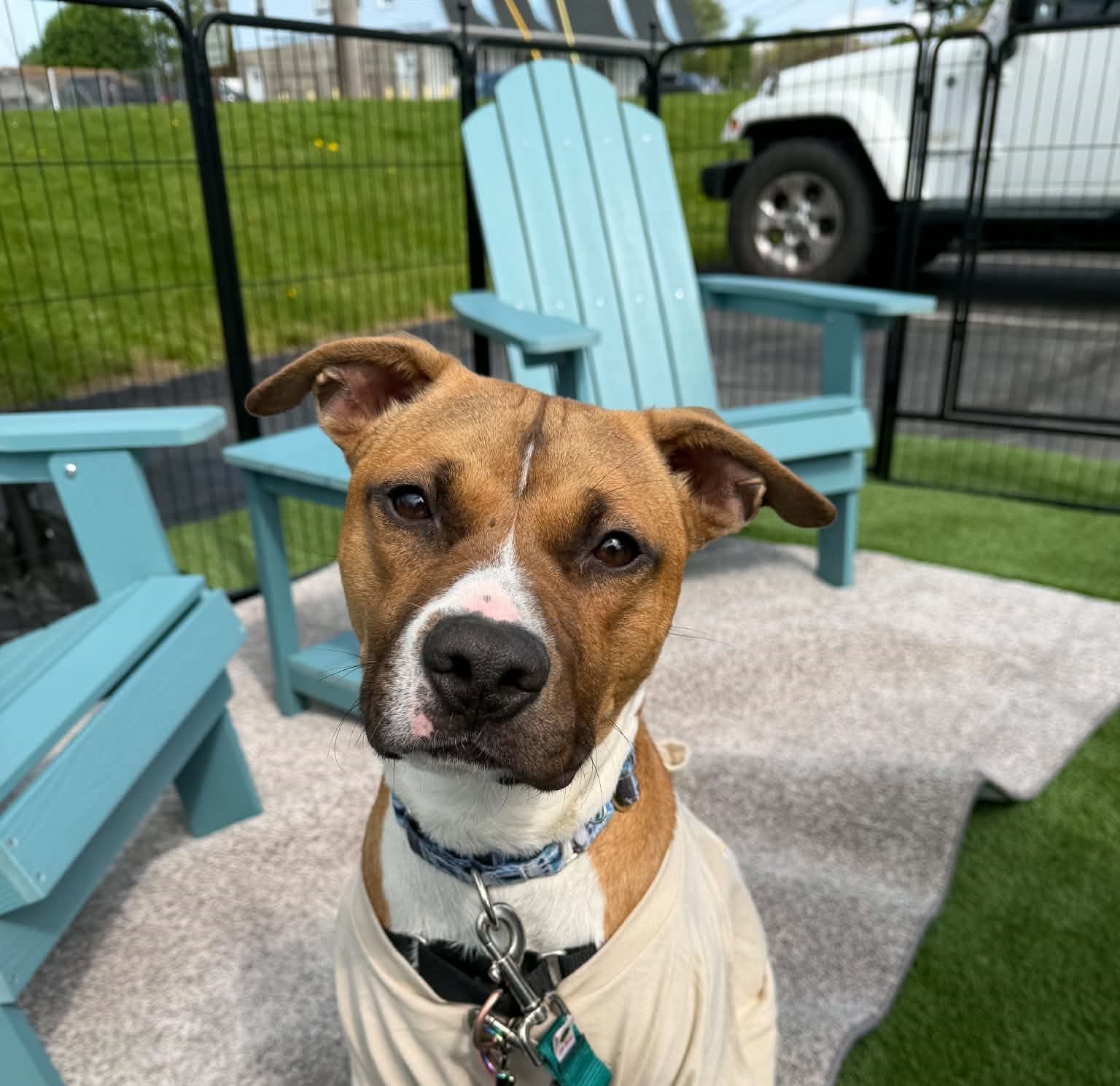 Dog sitting on turf wearing a t-shirt.