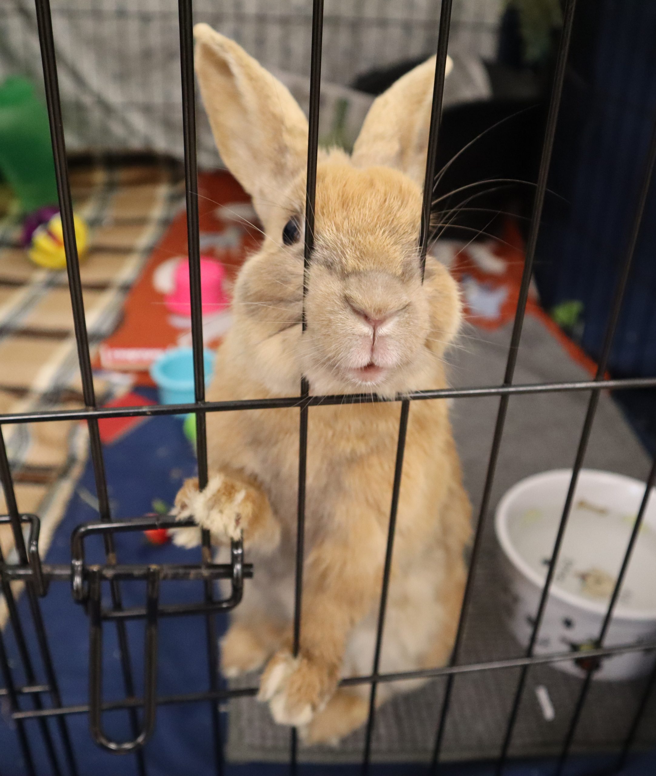 Small beige bunny.