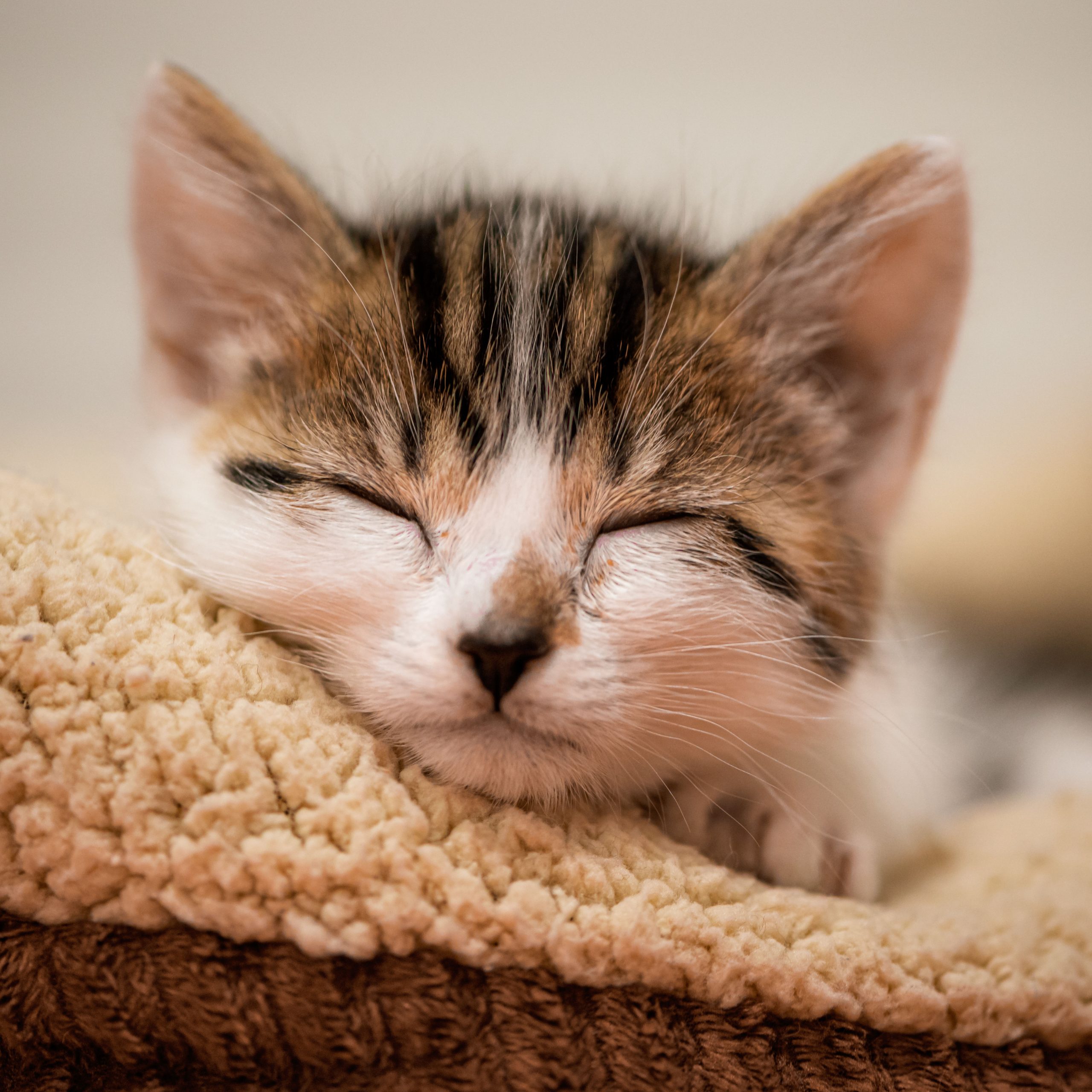 Close up of a sleeping tabby kitten.