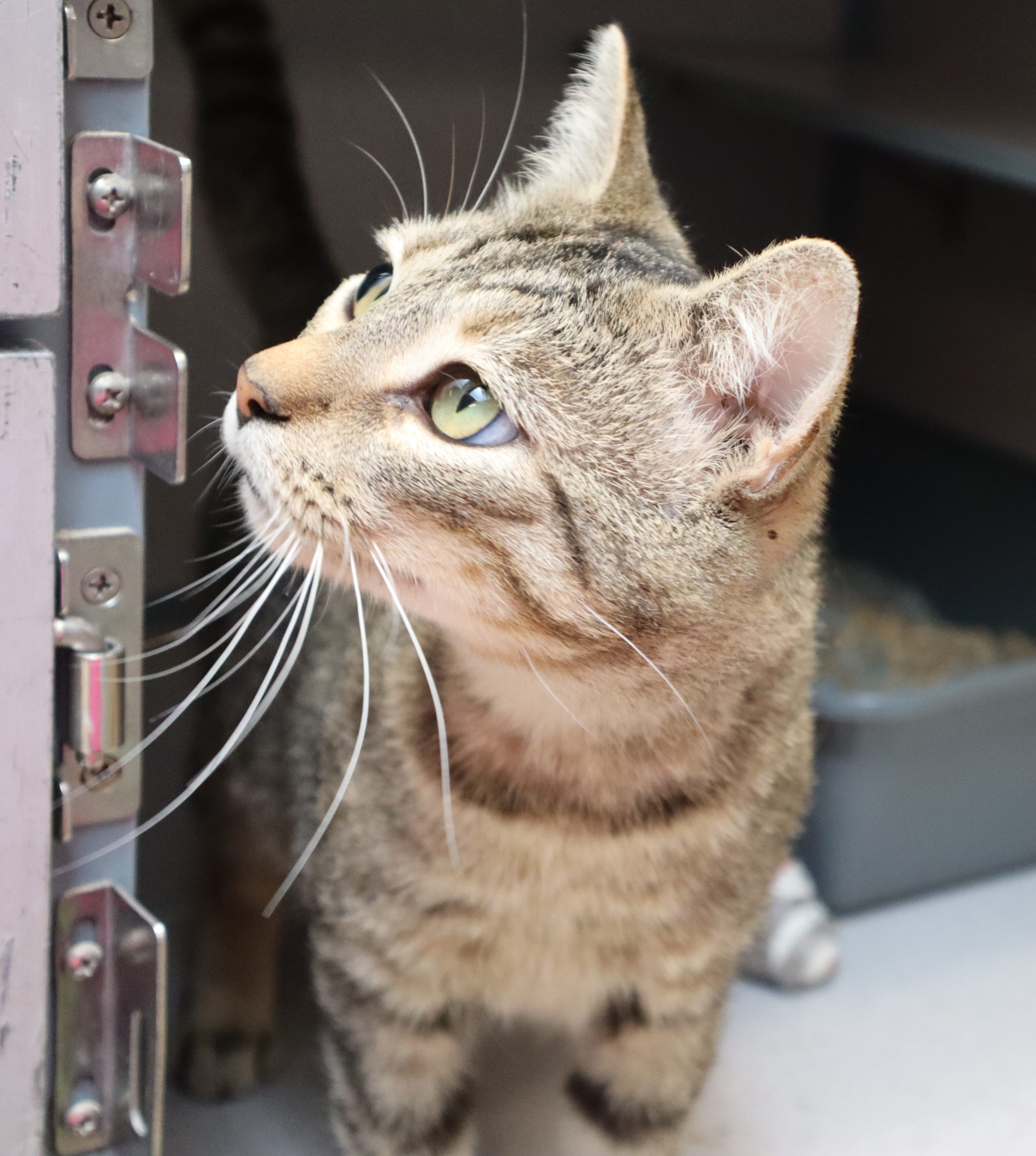 Close up of brown tabby cat looking up and to the left of the screen.