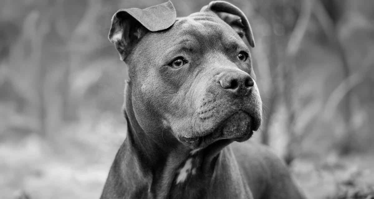 Aliquippa Rescue Dogs